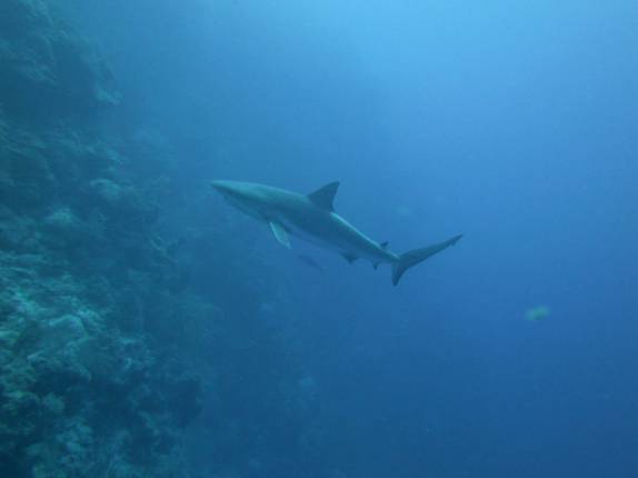 Nadando lado à lado com os belíssimos Caribbean Gray Reef Sharks, durante mergulho em Half Moon Wall, perto do Blue Hole, na grande barreira de corais de Belize